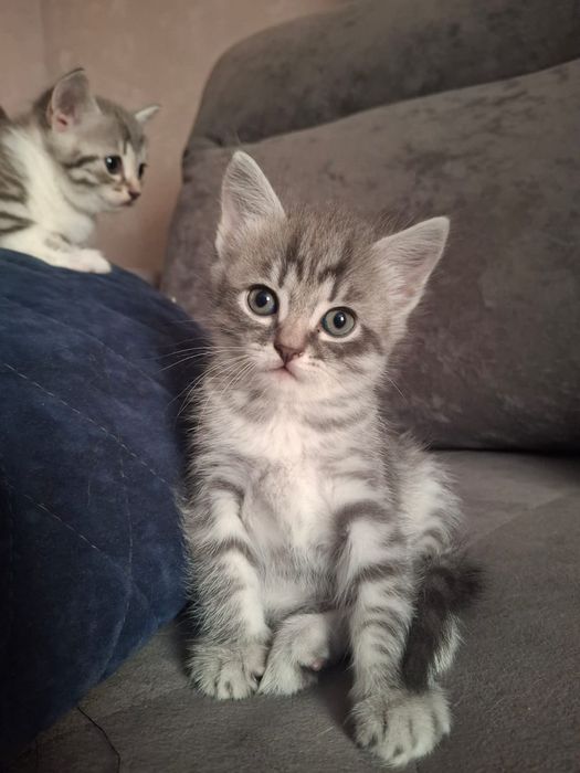 Отдам котят в добрые руки