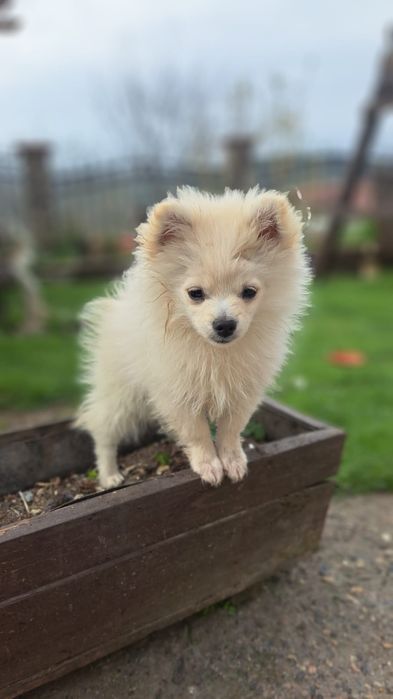 Померан/Шпиц. 2 момче / 1 момиче . 3 месец