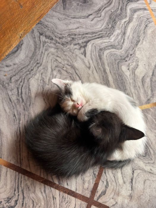 Отдаем котят в добрые руки
