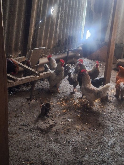 Продам  петухов  .