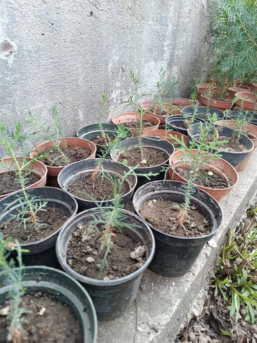 Продаются туи, можжевельники