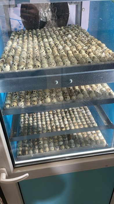 1 қаңтар бөдене шөшег1не тапсырыс қабылдаймыз