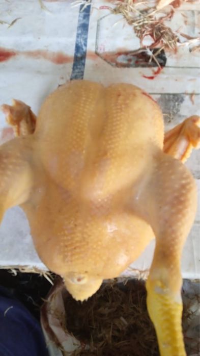 Тушки Курей свежие