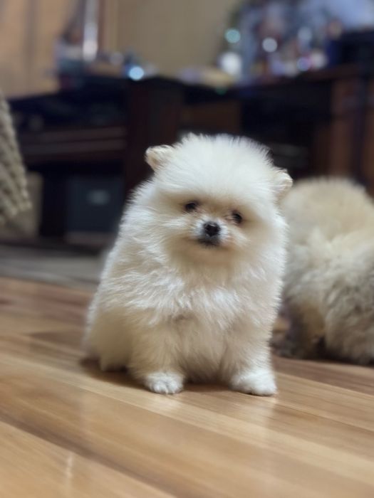 Пухкави малки изкушения