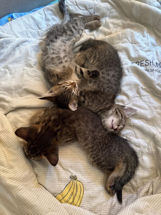 Котята бесплатно