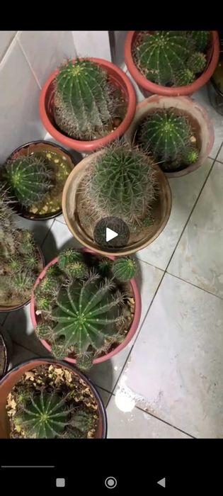 Продам кактусы очень красивые