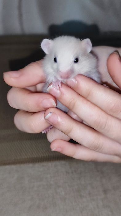 Хомячки сирийские