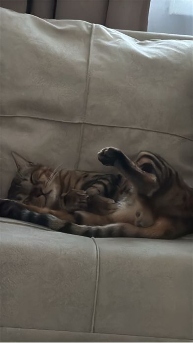 Вязка кота бенгала
