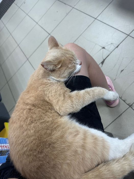 Отдам кота в добрые руки