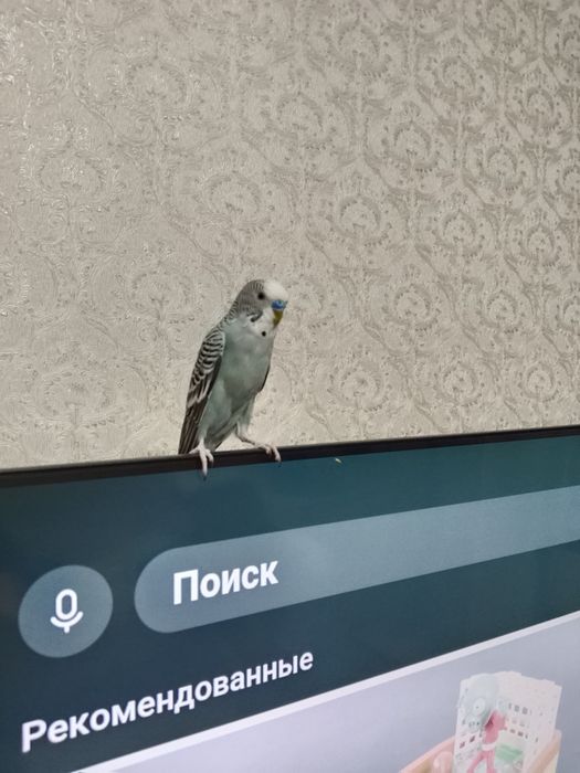 Продам попугая волнистого