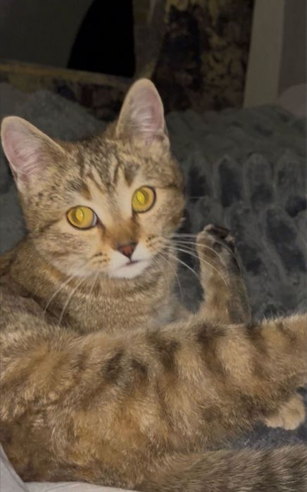 Срочно отдам кошку