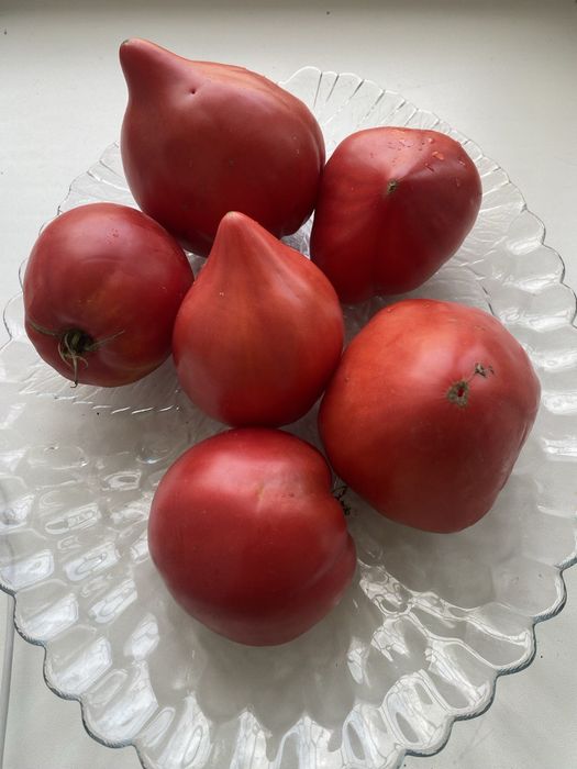 Семена коллекционных томатов и томатов гномов