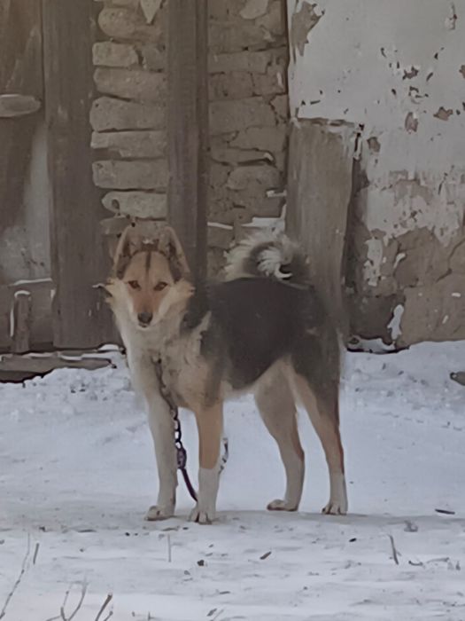 Потерял собак лайки