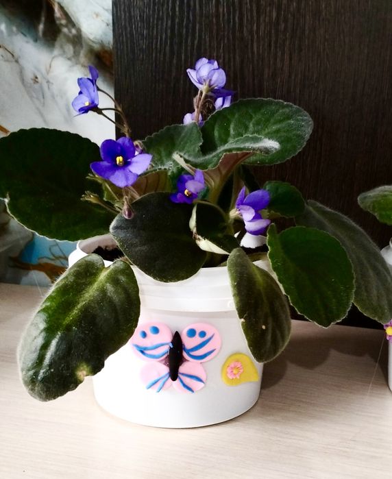 Продам цветущие фиалки.