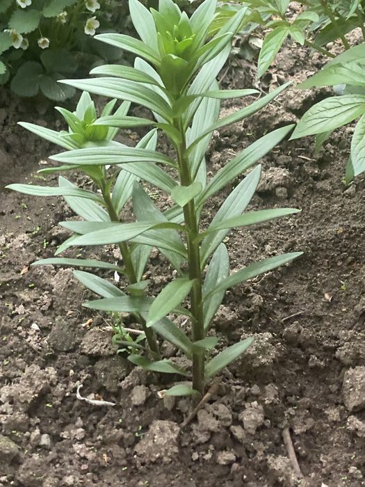 Продам Лилий папоротник пионы