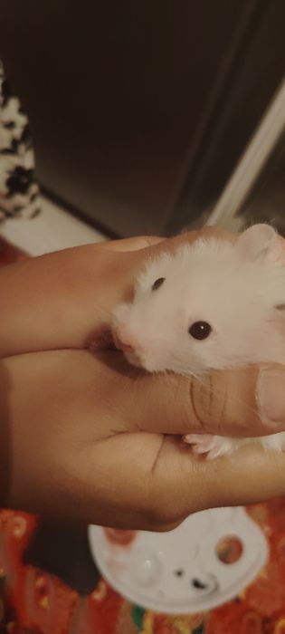 Продам хомяка с клеткой