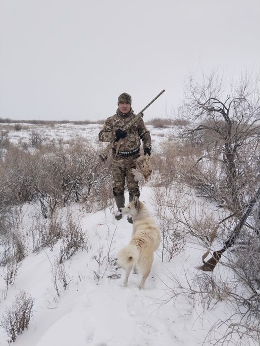 Лаика сатылады рабочи