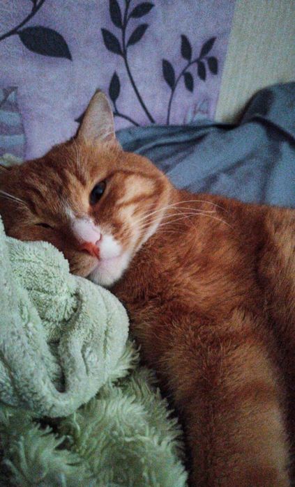 Котик - Санни