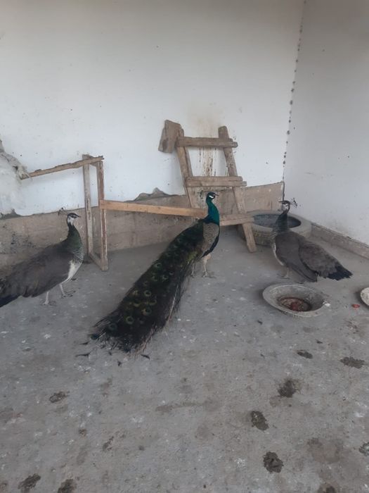 Павлин срочна сатылады