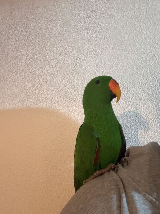 Papagal eclectus mascul 2025, blind