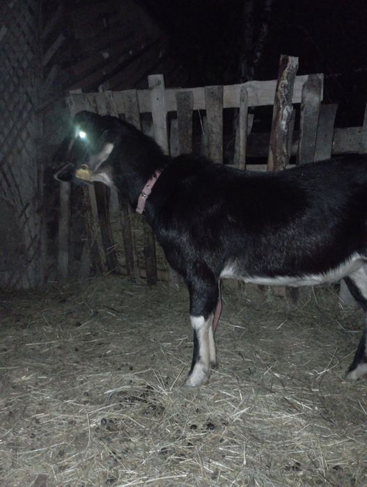 Продам англо-нубийского козла
