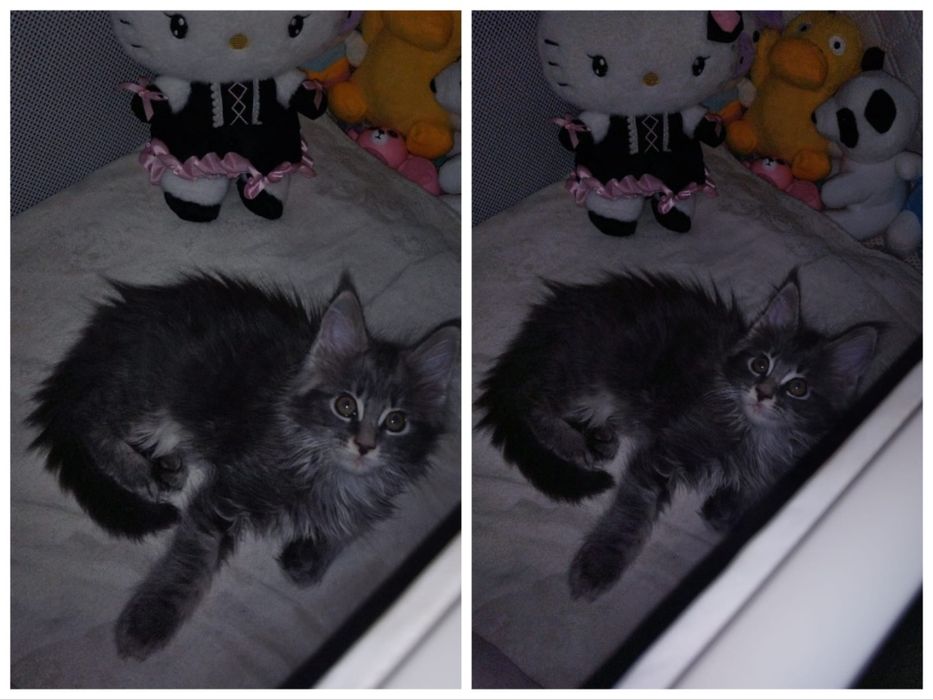 Котёнок Мейн-кун