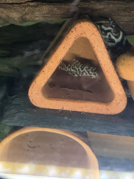 L236 pleco 3+ см.