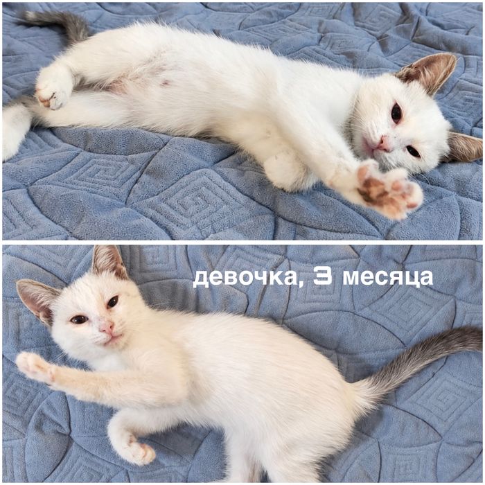 котятки-бандиты в добрые руки!