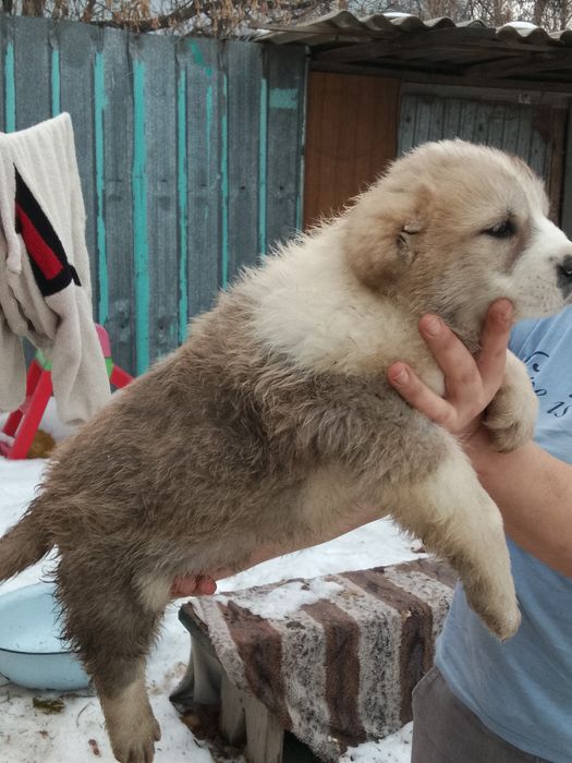 Продам щенков алабая