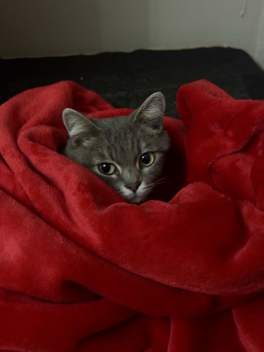 Отдам кошку и даже заплачу за ее корм )