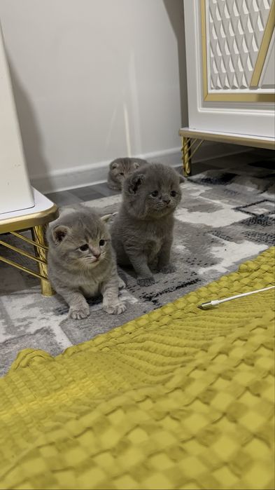Продается котята