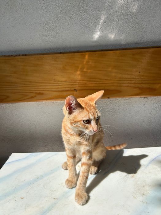 Donez Motănel Ginger