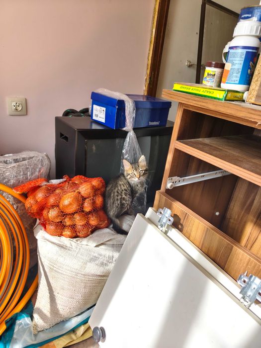 Подарявам малки котенца
