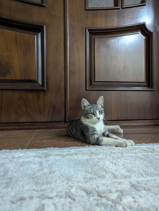 Кошка и кот брат и сестра