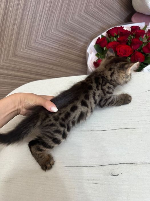 Бунгал ул котёнок сатылады