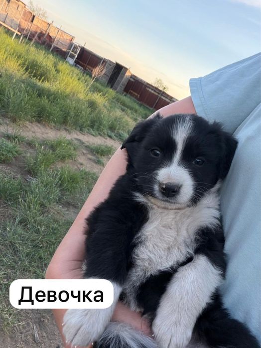 Отдам в добрые руки