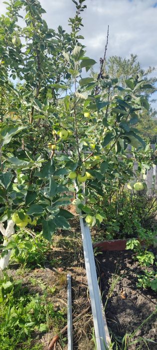 Продам Дачу Новопавловка Лада