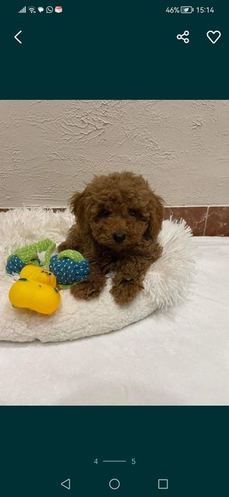 Disponibil puiut Pudel /Poodel toy roscat