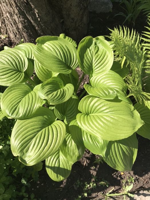 Хоста крупнолистная