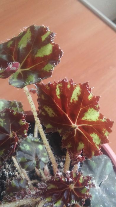 Бегония  комнатная