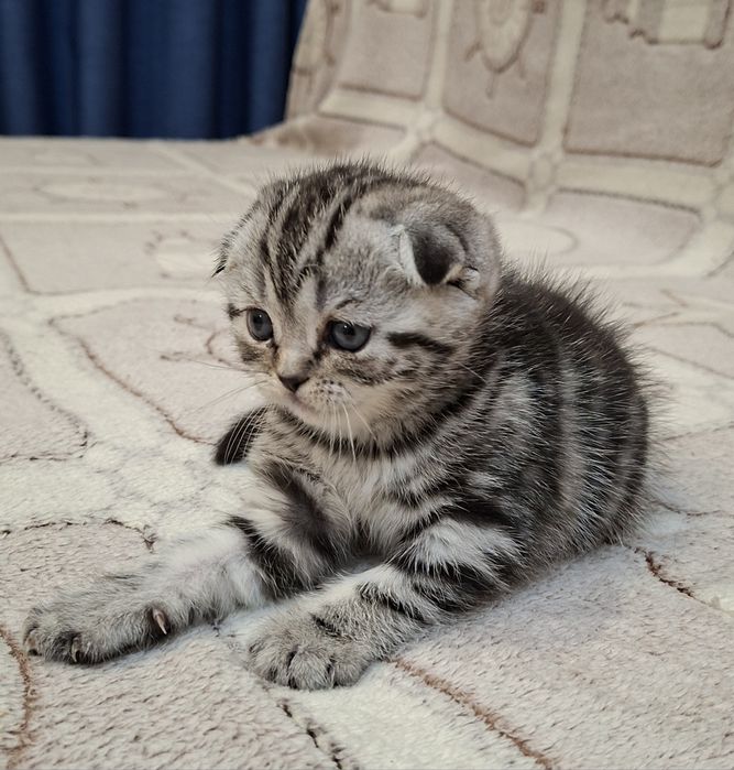 Котёнок вислоухий Шотландский