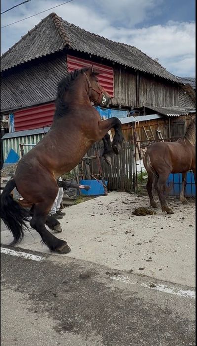 Armăsar 3 ani disponibil