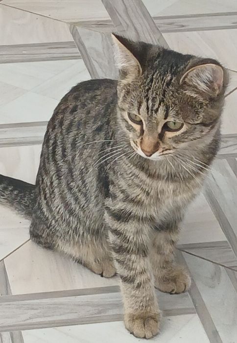 Котята в дар добрым людям