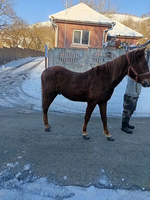 Vând sau schimb cu juninca sau vaca