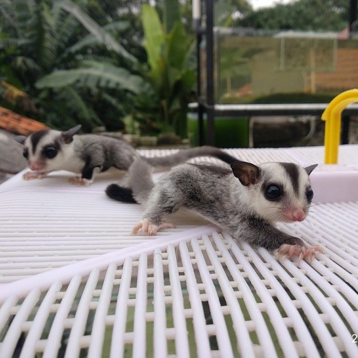 Sugar glider veverite zburatoare transport direct la domiciliu Moreni ...