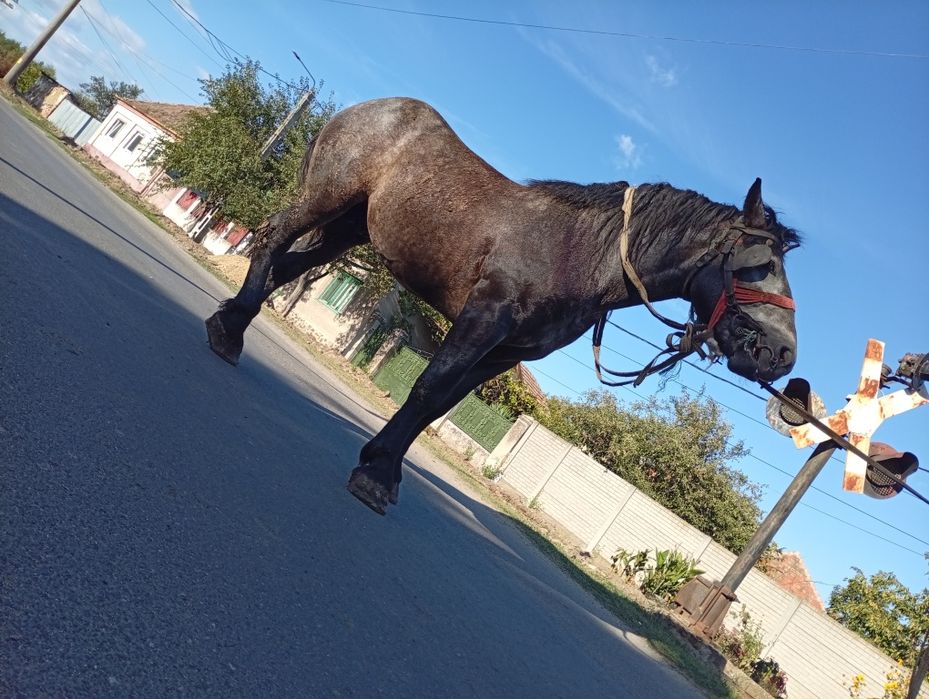 Vând armăsar de 3 ani sur