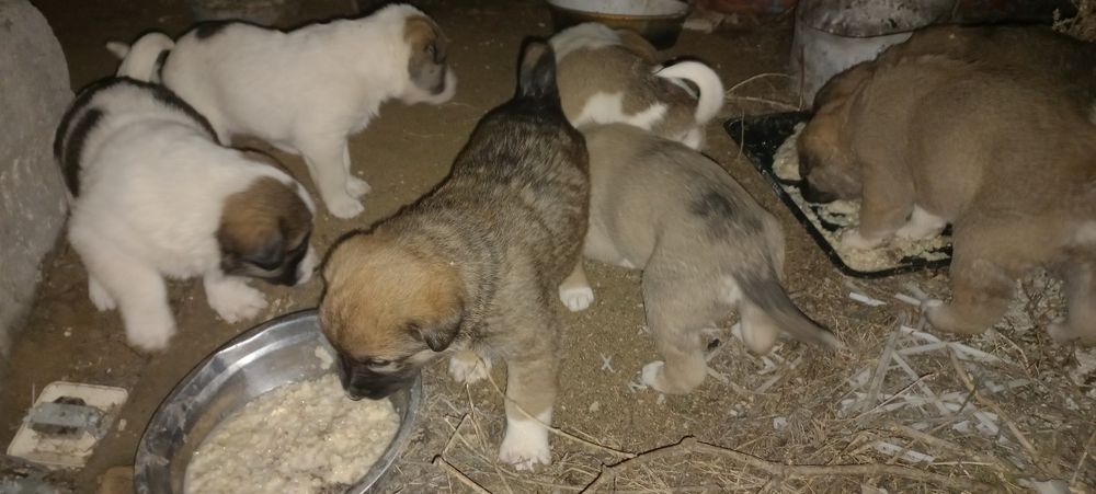 Кушик Тобет щенки