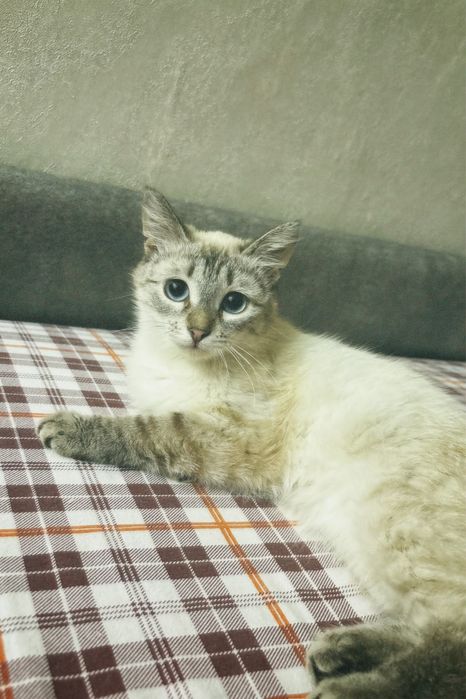 Кошечка ищет добрые руки