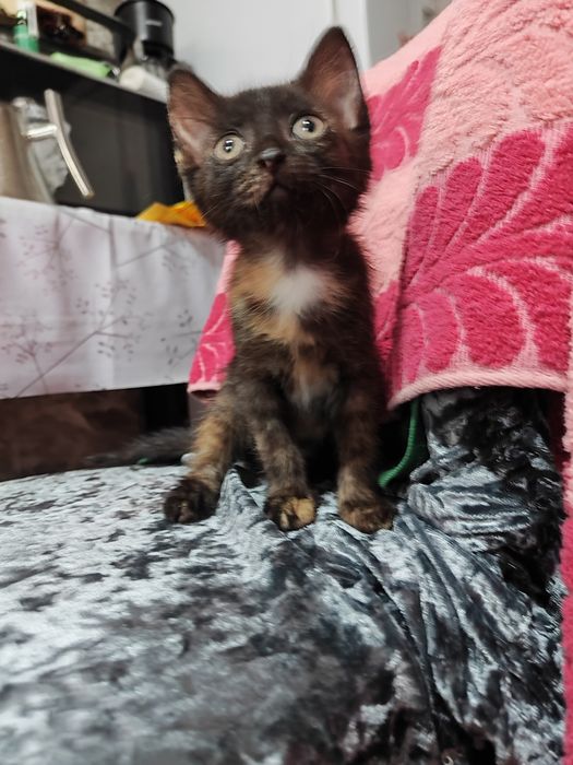 Кошечка 2 месяца