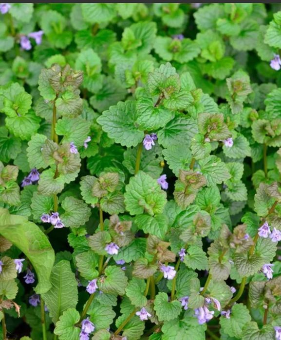 Газон будра плющевидная